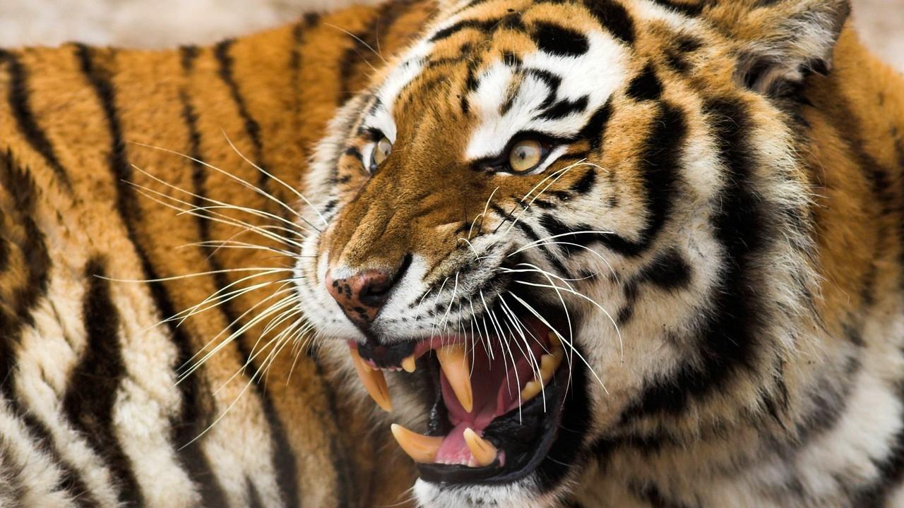Animals Adapt their Defences Based on Predators - we must too - IT Security  Guru