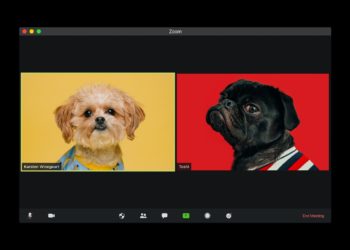 Dogs on Zoom Call