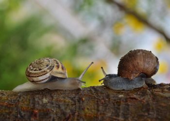 2 snails facing each other
