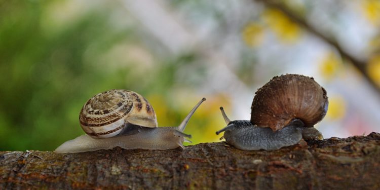 2 snails facing each other