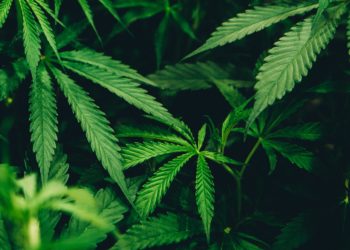 Cannabis plants