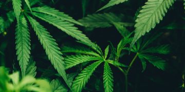 Cannabis plants