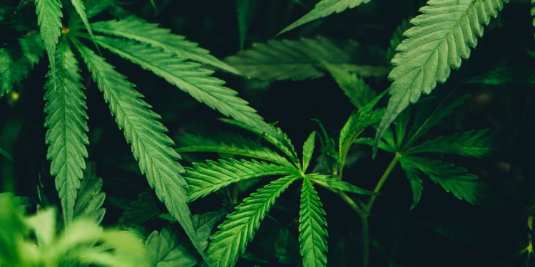 Cannabis plants
