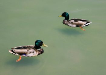 Two ducks in a pond