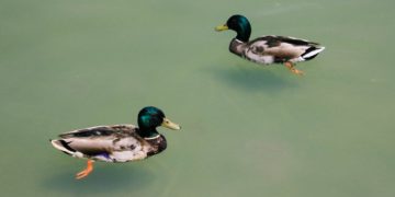 Two ducks in a pond