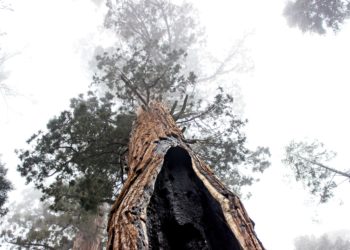 Sequoia Capital investor information stolen