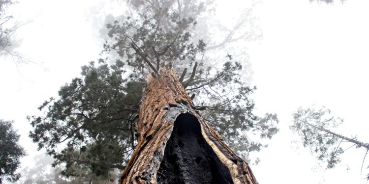Sequoia Capital investor information stolen