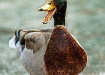 Duck quacking