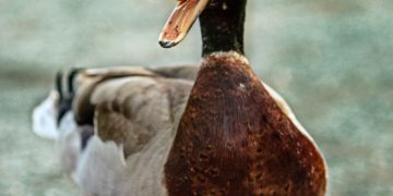 Duck quacking