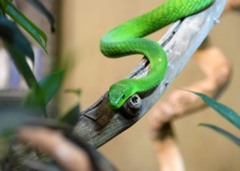 Mamba snake