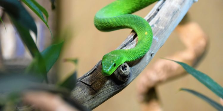 Mamba snake