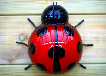 Glass lady bug