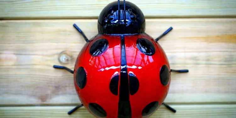 Glass lady bug