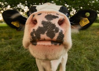Cow