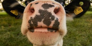 Cow