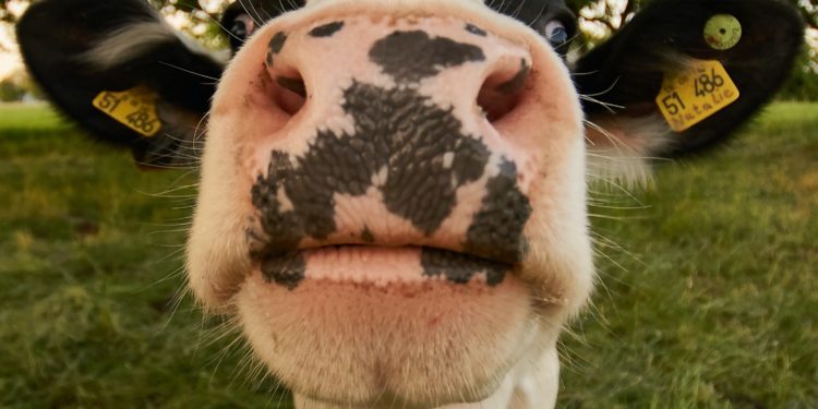 Cow