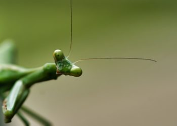 Praying Mantis hacker group strikes IIS web servers