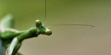 Praying Mantis hacker group strikes IIS web servers