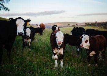 Several Cows in a field