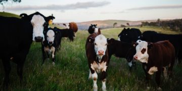 Several Cows in a field