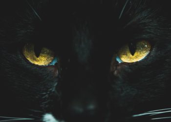 picture of a black cat