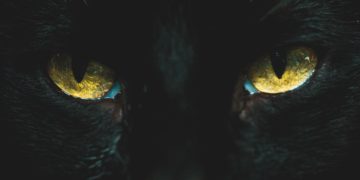 picture of a black cat