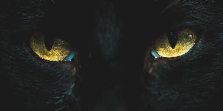 picture of a black cat