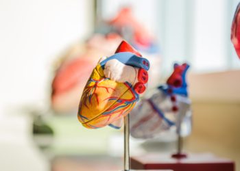 model heart