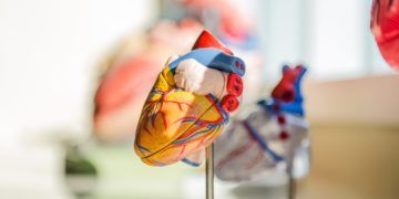 model heart