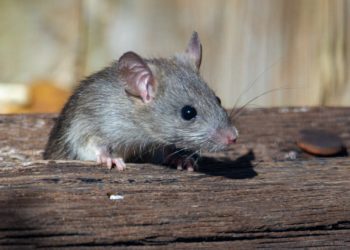rat
