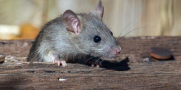 rat