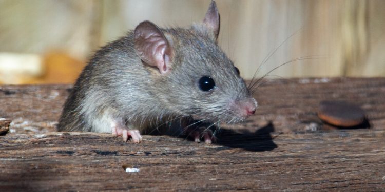 rat