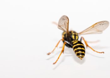 Understanding Changes in the OWASP API Security Top 10 List