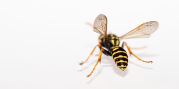 Understanding Changes in the OWASP API Security Top 10 List