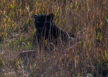 KnowBe4 helps protect endangered species to celebrate 13th anniversary