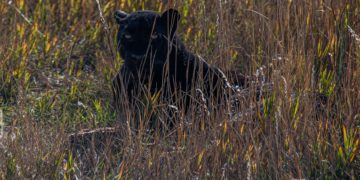 KnowBe4 helps protect endangered species to celebrate 13th anniversary